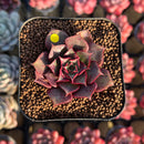 Echeveria Longissima 2" Succulent Plant Cutting