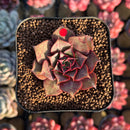 Echeveria Longissima 2" Succulent Plant Cutting