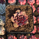 Echeveria Longissima 2" Succulent Plant Cutting