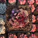 Echeveria Longissima 2" Succulent Plant Cutting