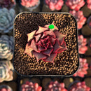 Echeveria Longissima 2" Succulent Plant Cutting