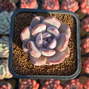 Echeveria 'Purple Look' 2" New Hybrid Succulent Plant Cutting