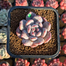 Echeveria 'Purple Look' 2" New Hybrid Succulent Plant Cutting