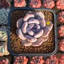 Echeveria 'Purple Look' 2" New Hybrid Succulent Plant Cutting