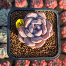 Echeveria 'Purple Look' 2" New Hybrid Succulent Plant Cutting