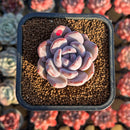 Echeveria 'Purple Look' 2" New Hybrid Succulent Plant Cutting