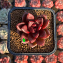 Echeveria 'Pine Rose' 2" Succulent Plant Cutting