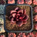 Echeveria 'Pine Rose' 2" Succulent Plant Cutting