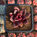 Echeveria 'Pine Rose' 2" Succulent Plant Cutting
