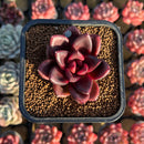 Echeveria 'Pine Rose' 2" Succulent Plant Cutting