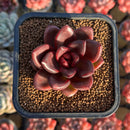 Echeveria 'Pine Rose' 2" Succulent Plant Cutting