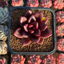 Echeveria 'Pine Rose' 2" Succulent Plant Cutting