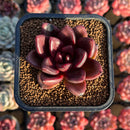 Echeveria 'Pine Rose' 2" Succulent Plant Cutting