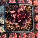 Echeveria 'Pine Rose' 2" Succulent Plant Cutting