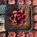Echeveria 'Pine Rose' 2" Succulent Plant Cutting