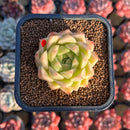 Echeveria 'Marigold' 2" Succulent Plant Cutting