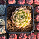 Echeveria 'Marigold' 2" Succulent Plant Cutting