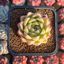 Echeveria 'Marigold' 2" Succulent Plant Cutting