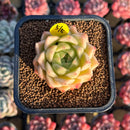 Echeveria 'Marigold' 2" Succulent Plant Cutting