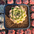 Echeveria 'Marigold' 2" Succulent Plant Cutting