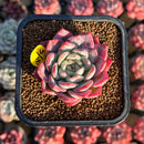 Echeveria 'White Rose' 2" Succulent Plant Cutting