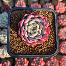 Echeveria 'White Rose' 2" Succulent Plant Cutting