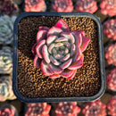 Echeveria 'White Rose' 2" Succulent Plant Cutting