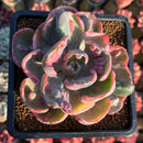 Echeveria 'Beyonce' Variegated 3" Succulent Plant Cutting