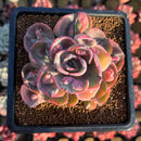 Echeveria 'Beyonce' Variegated 3" Succulent Plant Cutting