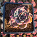 Echeveria 'Beyonce' Variegated 3" Succulent Plant Cutting