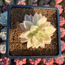 Graptopetalum 'Paraguayense' Variegated 3" Succulent Plant