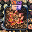 Echeveria 'Gumiho' (Tolimanensis x Mexican 'Maria' Hybrid) 2" Mam&Sister Farm Original Japanese Hybrid Succulent Plant Cutting