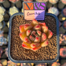 Echeveria 'Gumiho' (Tolimanensis x Mexican 'Maria' Hybrid) 2" Mam&Sister Farm Original Japanese Hybrid Succulent Plant Cutting