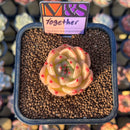 Echeveria 'Together' (Ebony x 'Black Rose' Hybrid) 2" Mam&Sister Farm Original Japanese Hybrid Succulent Plant Cutting