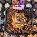 Echeveria 'Together' (Ebony x 'Black Rose' Hybrid) 2" Mam&Sister Farm Original Japanese Hybrid Succulent Plant Cutting
