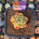 Echeveria 'Together' (Ebony x 'Black Rose' Hybrid) 2" Mam&Sister Farm Original Japanese Hybrid Succulent Plant Cutting