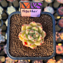 Echeveria 'Together' (Ebony x 'Black Rose' Hybrid) 2" Mam&Sister Farm Original Japanese Hybrid Succulent Plant Cutting