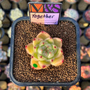 Echeveria 'Together' (Ebony x 'Black Rose' Hybrid) 2" Mam&Sister Farm Original Japanese Hybrid Succulent Plant Cutting