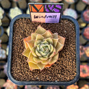 Echeveria 'Windmill' (Ebony x 'Silver Star' Hybrid) 2" Mam&Sister Farm Original Japanese Hybrid Succulent Plant Cutting