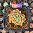 Echeveria 'Windmill' (Ebony x 'Silver Star' Hybrid) 2" Mam&Sister Farm Original Japanese Hybrid Succulent Plant Cutting