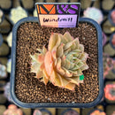 Echeveria 'Windmill' (Ebony x 'Silver Star' Hybrid) 2" Mam&Sister Farm Original Japanese Hybrid Succulent Plant Cutting