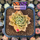 Echeveria 'Windmill' (Ebony x 'Silver Star' Hybrid) 2" Mam&Sister Farm Original Japanese Hybrid Succulent Plant Cutting
