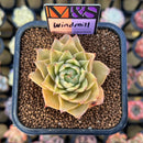 Echeveria 'Windmill' (Ebony x 'Silver Star' Hybrid) 2" Mam&Sister Farm Original Japanese Hybrid Succulent Plant Cutting