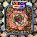 Echeveria 'LingLing' (Colorata x Pulidonis Hybrid) 2" Mam&Sister Farm Original Japanese Hybrid Succulent Plant Cutting