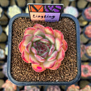 Echeveria 'LingLing' (Colorata x Pulidonis Hybrid) 2" Mam&Sister Farm Original Japanese Hybrid Succulent Plant Cutting
