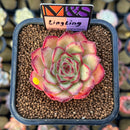 Echeveria 'LingLing' (Colorata x Pulidonis Hybrid) 2" Mam&Sister Farm Original Japanese Hybrid Succulent Plant Cutting