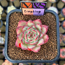 Echeveria 'LingLing' (Colorata x Pulidonis Hybrid) 2" Mam&Sister Farm Original Japanese Hybrid Succulent Plant Cutting