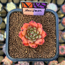 Echeveria 'Mariposa' ('Black Top' x 'Sarabony' Superclone Hybrid) 2" Mam&Sister Farm Original Japanese Hybrid Succulent Plant Cutting