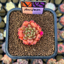 Echeveria 'Mariposa' ('Black Top' x 'Sarabony' Superclone Hybrid) 2" Mam&Sister Farm Original Japanese Hybrid Succulent Plant Cutting