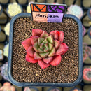 Echeveria 'Mariposa' ('Black Top' x 'Sarabony' Superclone Hybrid) 2" Mam&Sister Farm Original Japanese Hybrid Succulent Plant Cutting